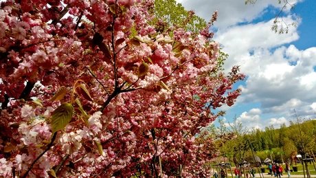 Gärten der Welt - Kirschblütenfest