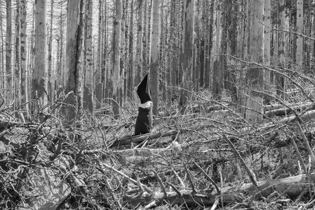 A Kingdom for a Tree