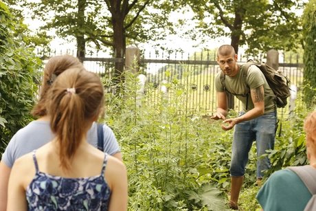 Wildkräuterwanderungen in Berlin