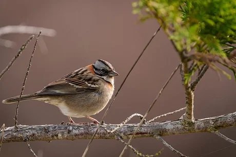 Vogel im Herbst