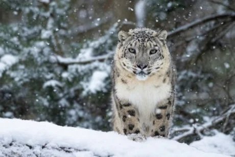 Advents- und Wintertouren im Tierpark Berlin