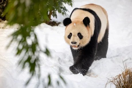 Advents- und Wintertouren im Zoo Berlin