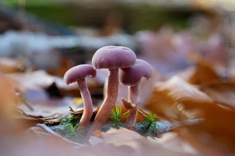 Pilze