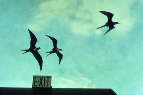 Les oiseaux de New York (Exit), 1999. Courtesy Buchkunst Berlin