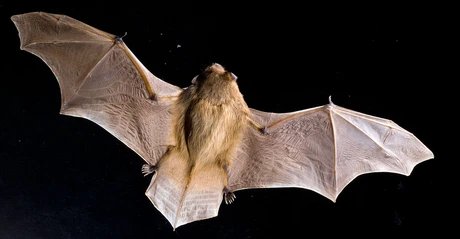 fliegende Fledermaus