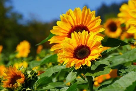 Sonnenblumen