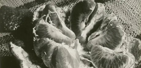 Aenne Biermann (1898-1933), Blutorange, 1928/1929, Silbergelatinepapier, (Detail)