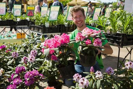 Späther-Frühling Rhododendron