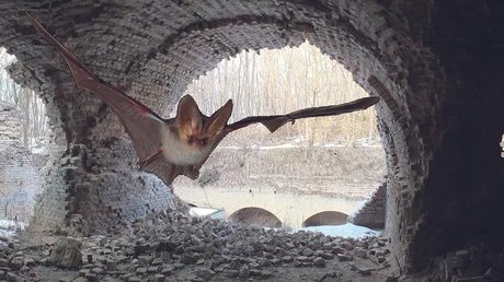 Fledermaus