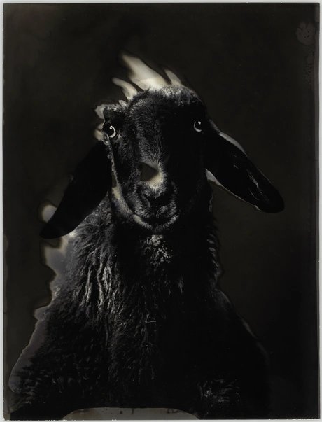 Schwarzes Schaf, 1984
