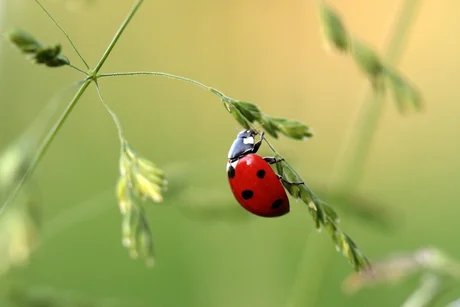 Marienkäfer am Grashalm