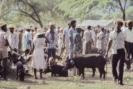 The Creole Pig