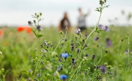 Weites Feld - Weites Denken - Ein philosophischer Spaziergang auf dem Tempelhofer Feld