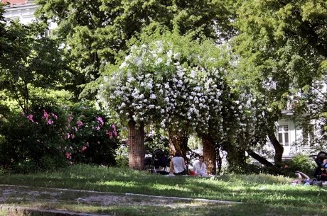 Helmholtzplatz im Sommer
