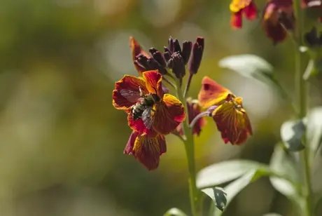 Biene auf einer Blüte