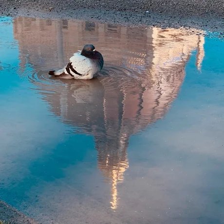 Taube badet in einer Pfütze mit Spiegelung der Kuppel des Humboldt Forums