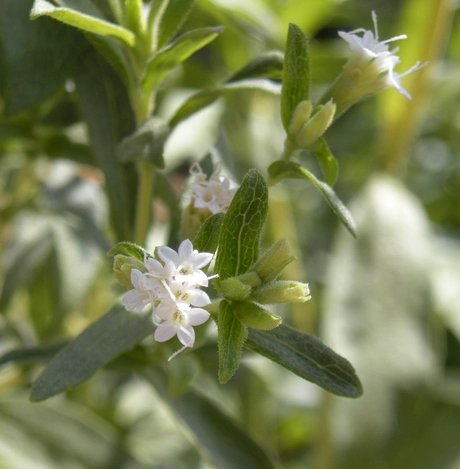 Botanischer Garten Berlin