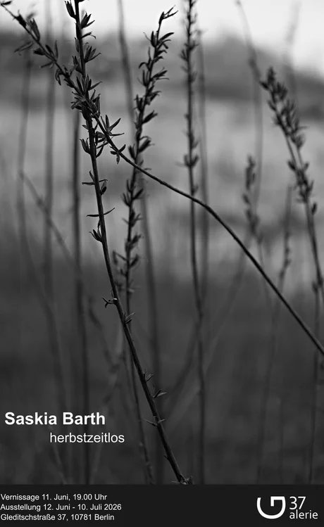 Herbstzeitlos