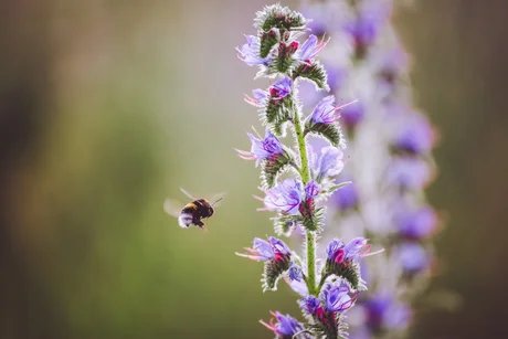 Notizbuch Natur – Kreativworkshop für Schulklassen 5–10