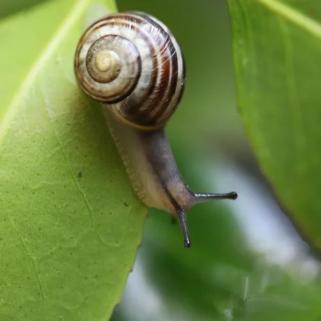 Mollusken des Spreeparks