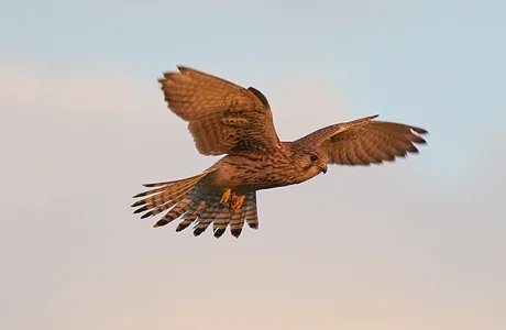 Greifvogel