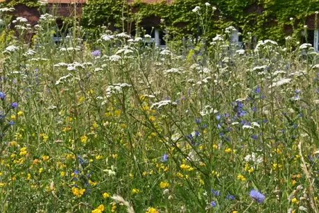 BO im Dialog – mit der Botanischen Beratungsstelle: Gemeinsam für Biodiversität