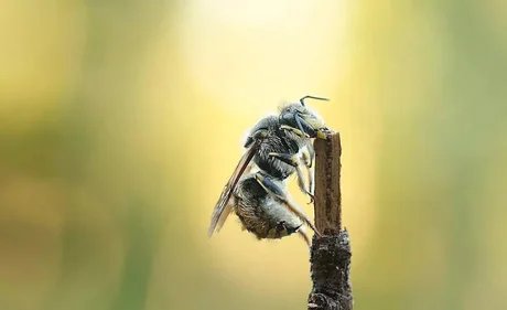 Das wilde Summen des Tempelhofer Feldes - Spannende Einblicke in das Leben der Wildbienen