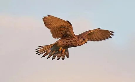 Die Zugzeit der Vögel