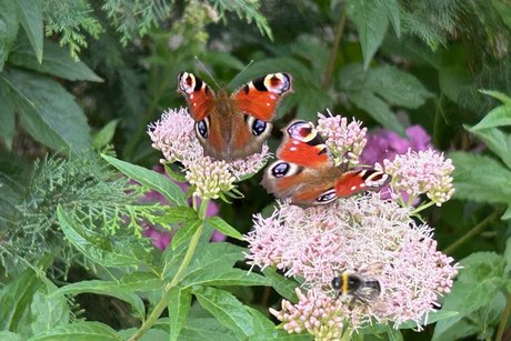 Schmetterlinge