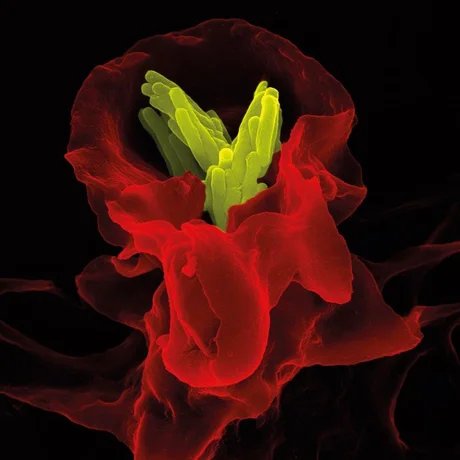 Immunsystem in Aktion