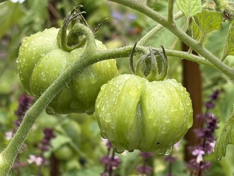 Tomatenpflanze