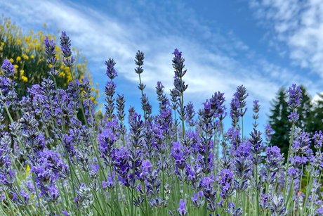 Lavendelblüten
