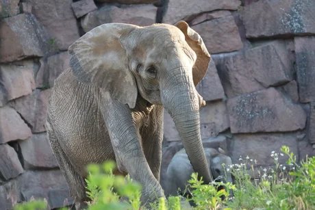 Afrikanischer Elefant im Tierpark Berlin