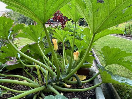 Süßes Obst, knackiges Gemüse und duftende Gewürze