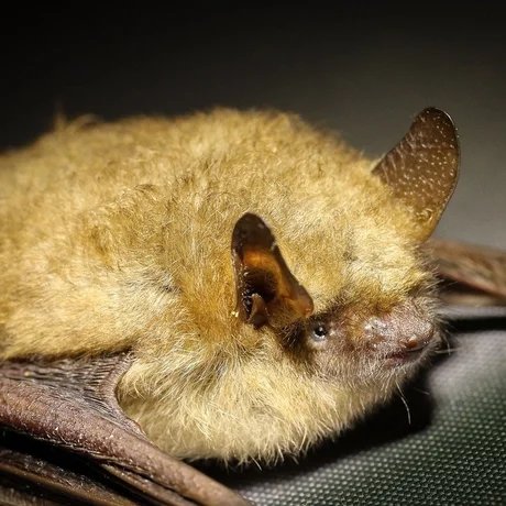 Fledermäuse - Mit Händen fliegen und mit Ohren sehen