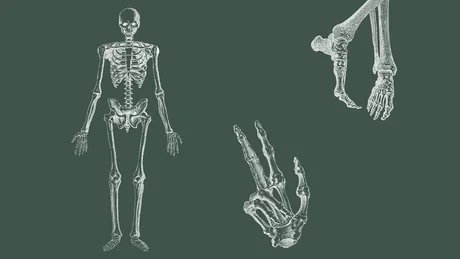  Anatomie von Kopf bis Fuß