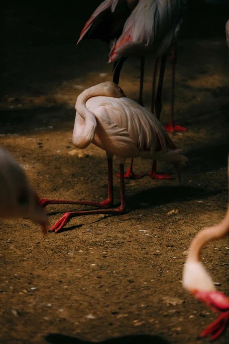 Kneeling Flamingo, 2026