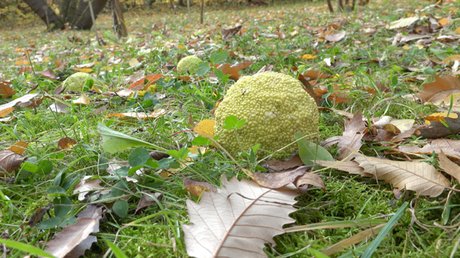 Botanischer Garten Berlin