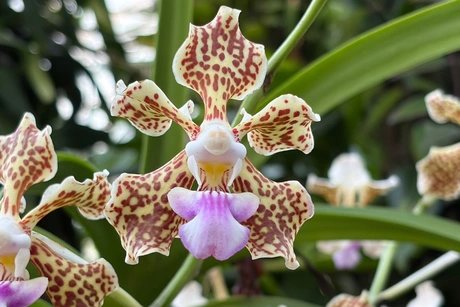 Orchidee im Botanischen Garten Berlin