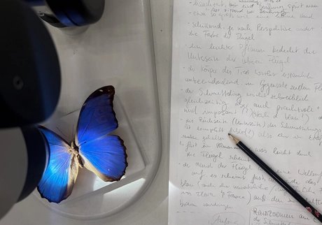 Leuchtend blauer Schmetterling unter dem Mikroskop neben handschriftlichen Notizen.