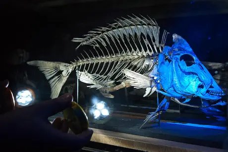 Skelett eines Fisches, beleuchtet von einer Taschenlampe