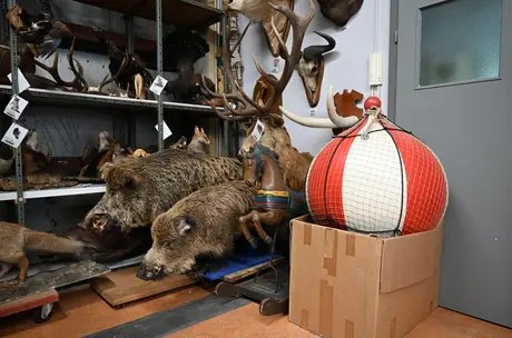 Sophie Kovel, Prop Department (Taxidermy), Studio Babelsberg AG, 2026