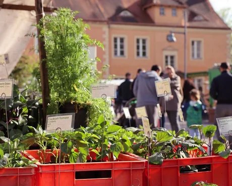 Berliner Staudenmarkt