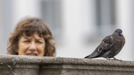 Komische Vögel. Sie kamen, sie sahen, sie fliegten