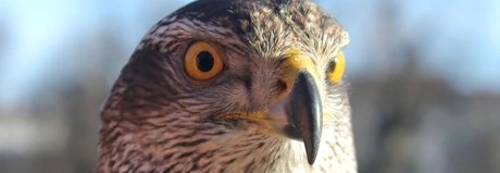 Greifvogel aus der Nähe fotografiert