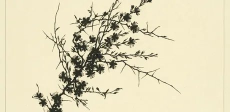 Johanna Beckmann, Blühender Dorn