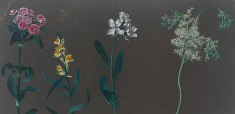 Johann Christian August Birnbaum, Blumenstudien, Detail, 8. Juli 1781 und 18. August bis 1. September 1782, Gouache auf graugrundiertem Papier Foto: Christoph Müller Stiftung / Kilian Beutel