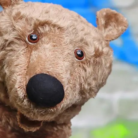 Faulbär büxt aus