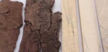 Rinde und blau verfärbtes Holz einer vom Käfer befallenen Fichte