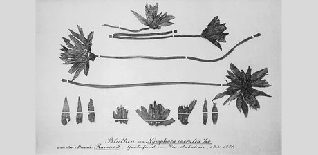 Blüten von Nymphaea coerula Sav. aus dem Gräberfund von Deir el-Bahari 1881. Die Blüten waren von G. Schweinfurth für die Ausstellung und das Ägyptische Museum in Berlin präpariert worden